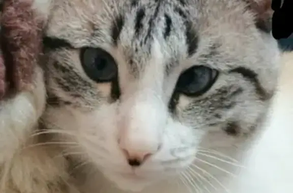 Кошки потеряшки, Киров, фото: Потеряшка кот по имени Каспер, вознаграждение! Россия, Киров.