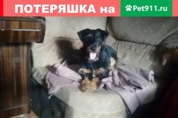 Пропала собака породы ягдтерьер, кличка ЕВА, между Борисово и Ирдоматкой, Череповец.