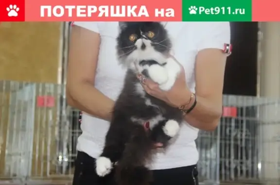 Пропала кошка на Пермской 21 в Нижневартовске