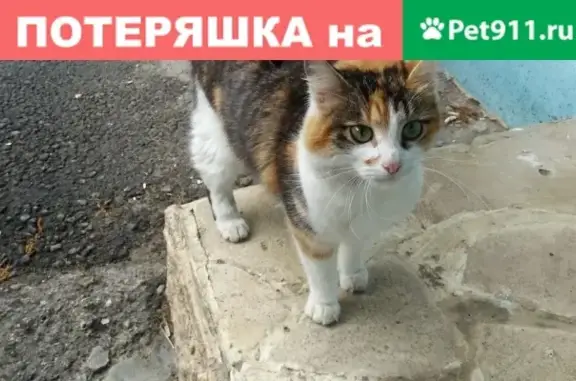Найдена кошка в Чебоксарах #Потеряшка