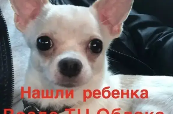 Найдена собака Чихуахуа в Москве, метро Домодедовская