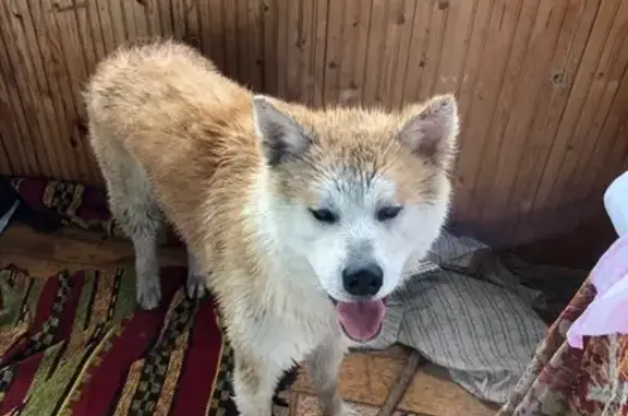 Найдена собака в Краснодаре на Красной, 169