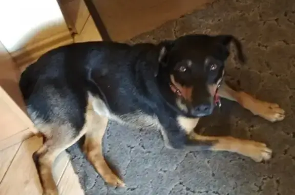 Найдена собака в Калининграде, ищем хозяина!