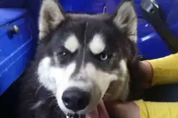 Найдена собака в Омске, ищем хозяев