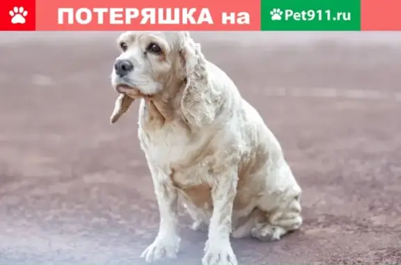 Пропала собака на ул. 60 лет Октября, Оренбург