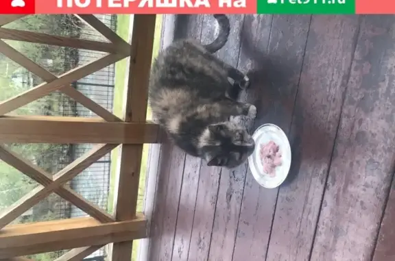 Найдена кошка на ул. Базайская в Красноярске
