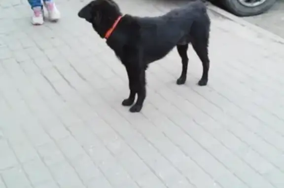 Найдена собака в Коломне, район Голутвина!