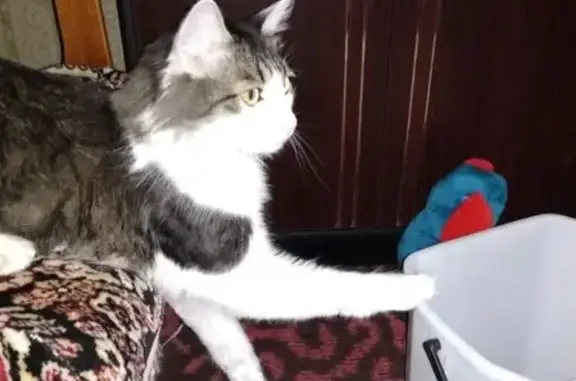 Кошки потеряшки, Тольятти, фото: Потеряшка кот по адресу ул. Октябрьская, 1 (Тольятти)