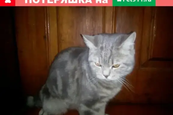 Пропал кот в Тальменке, Новосибирская область