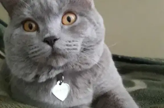 Пропала кошка в Краснодаре: Сани, район Красной и Мира, с ошейником и кулоном в виде сердца