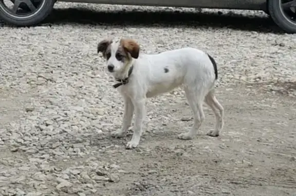 Найден белый щенок на улице Первомайский в Березовском
