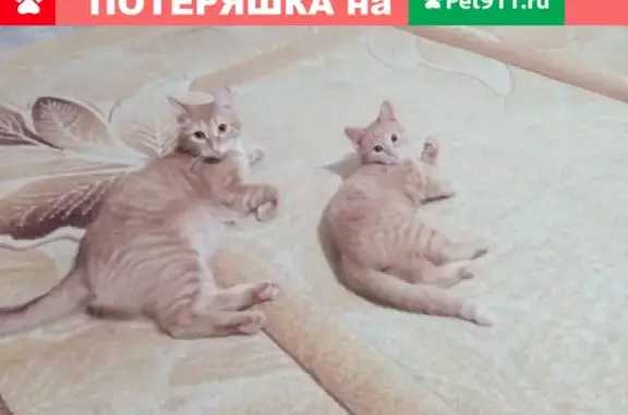 Потерянные животные Набережные Челны, фото: Пропал рыжий кот Макар в Набережных Челнах (51 комплекс)