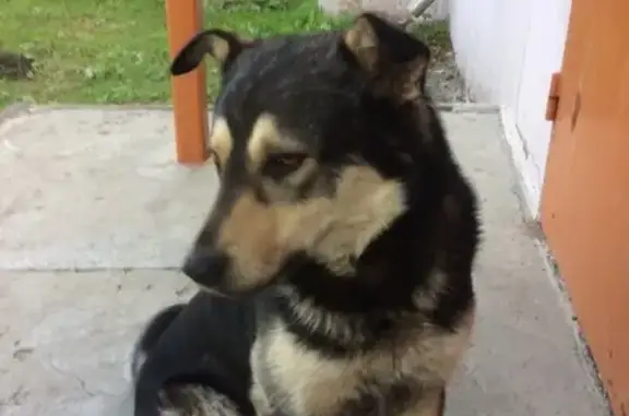 Найдена собака возле 65 школы в Магнитогорске