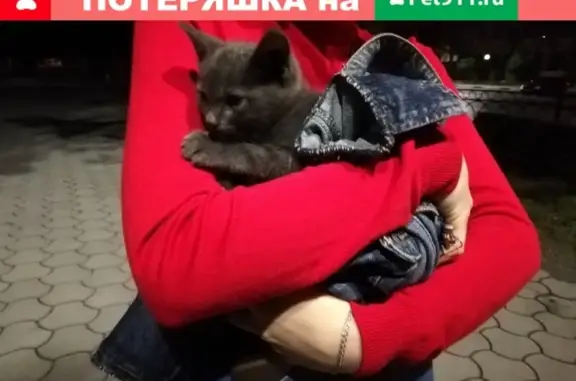Найден серый котенок у клуба Rub-a-Dab Dab в Новочеркасске