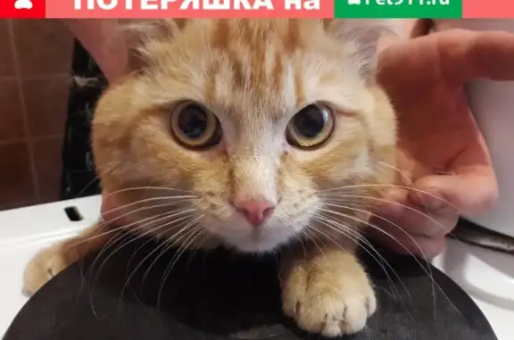 Найдена кошка на Красноярском рабочем, 179а