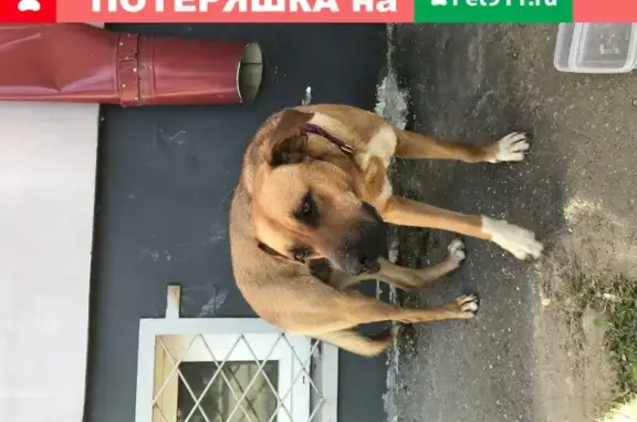 Крупный пёс с фиолетовым ошейником у дома 36 на ул. Докучаева (Тверь)