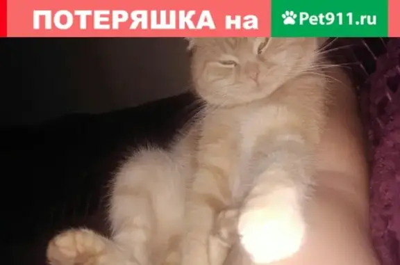 Пропал кот Максик на ул. Дубровинская, Воронежская область
