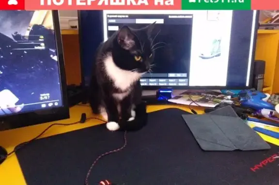 Кошки потеряшки, Ярославль, фото: Потеряшка кошка Черничка на Гремяченской 15