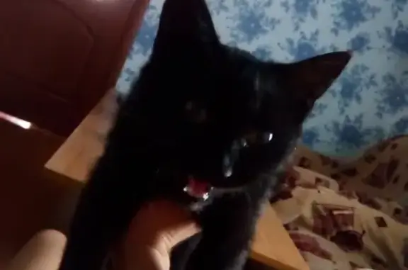 Пропал кот в Добруше, Беларусь - photo