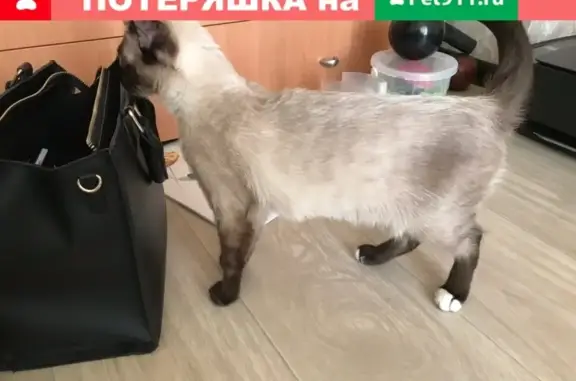 Найден котёнок на ул. Мелик-Карамова 78