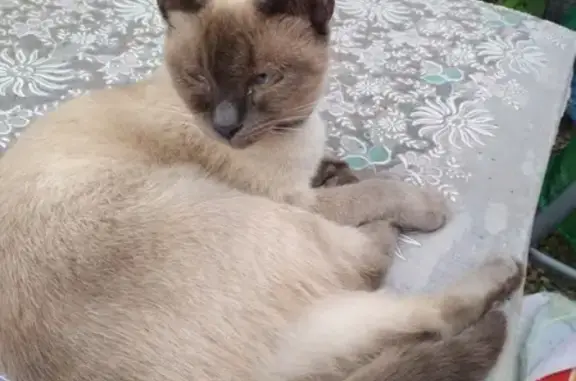 Потерянная сиамская кошка на ул. Кирова, Пашковка, Краснодар