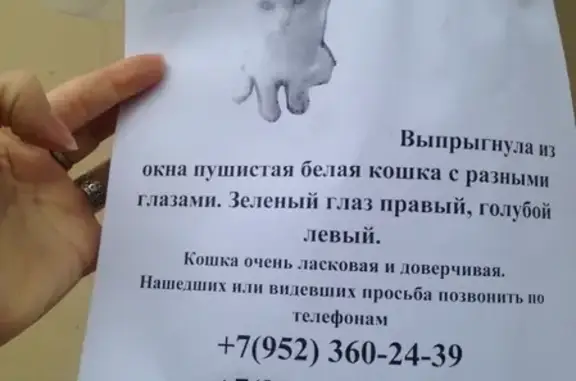 Кошки потеряшки, Санкт-Петербург, фото: Потеряшка белая кошка с разными глазами в СПб, Центральный район