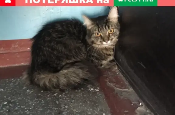 Найден молодой кот в Красноярске, ищем хозяев.