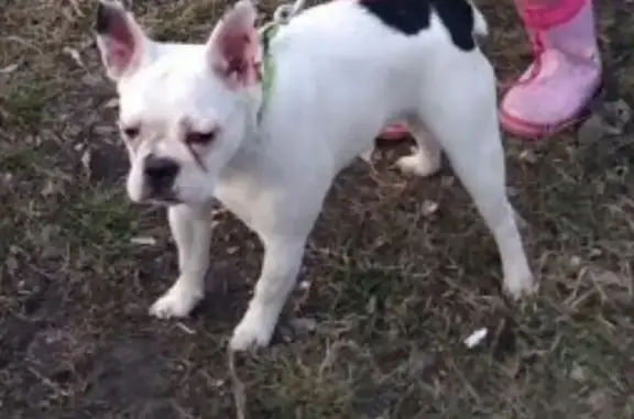 Пропала собака в Барнауле: белая французская бульдог Бэлла, возраст 11 мес.