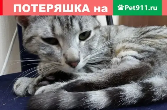 Пропала кошка в Вологде, ул. Комсомольская и Герцена.