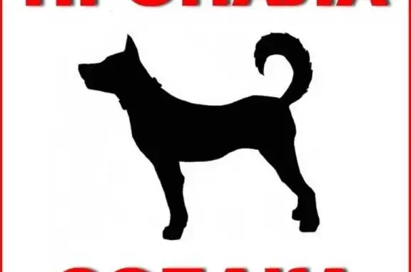 Пропала собака в Ельце, черная немецкая овчарка.