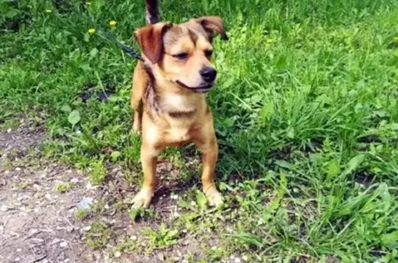 Найдена собака в Самаре, ищет любящего хозяина