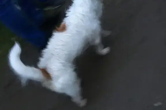 Собаки потеряшки, поселок городского типа Лежнево, фото: Потеряшка собака Даша в Лежнево