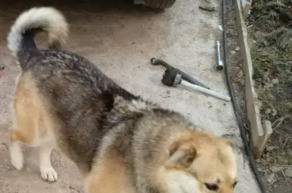 Пропала собака Жулька в Новобродовском!