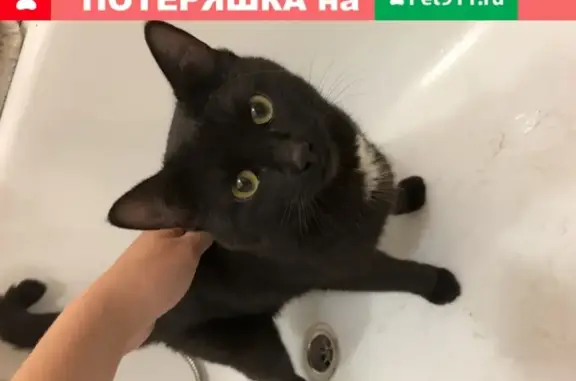 Найден кот возле 16 школы, ул. П. Шаманова, 24