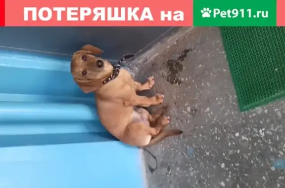 Найдена собака-такса на ул. Х. Мавлютова, Казань