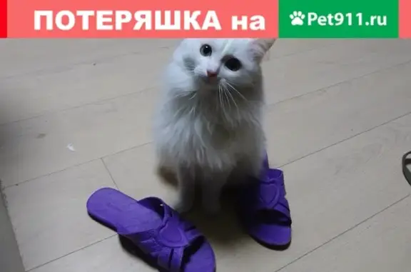 Потерянные животные Москва, фото: Пропал кот с ул. Павла Корчагина, 5