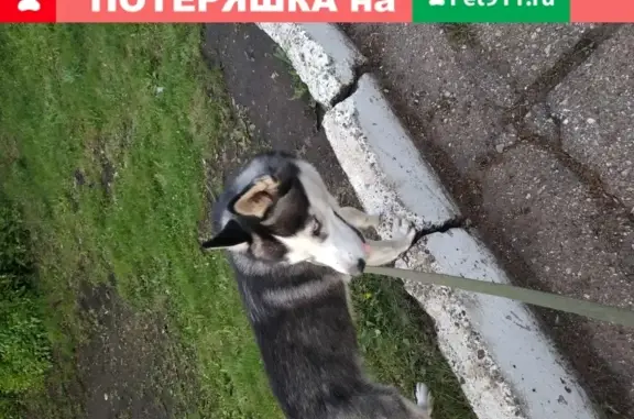Найдена собака в Набережных Челнах