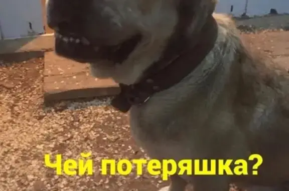 Найдена кошка в Ростове, нужен хозяин