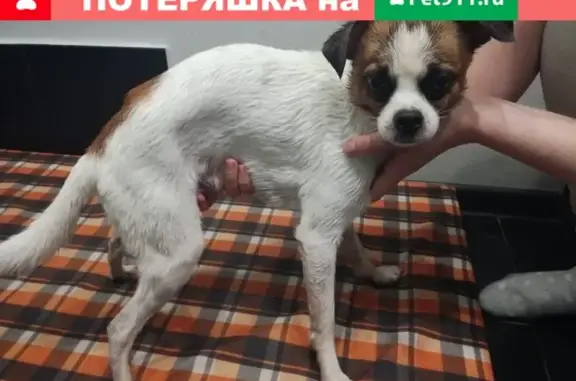 Найдена собака в ЖК Малое Павлино, помесь джек рассела