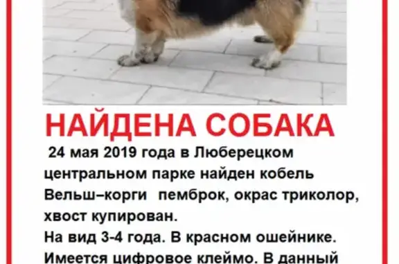 Найдена собака в Центральном Люберецком Парке, ищем владельца!