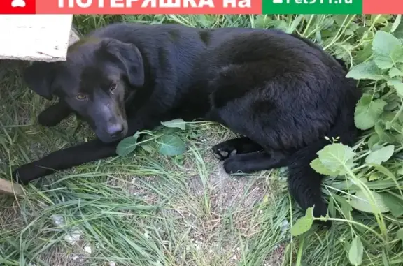 Найдена собака в СТ Лесном, Симферополь