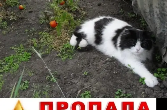 Потерянные животные Курган, фото: Пропала кошка в Кургане