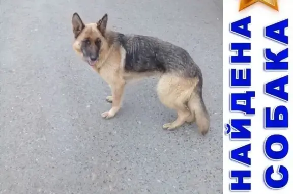Найдена собака на улице Некрасова, Курган.