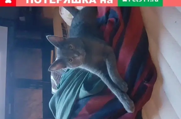 Пропал кот Сёма в деревне Большое Коновалово, Ленинградская область