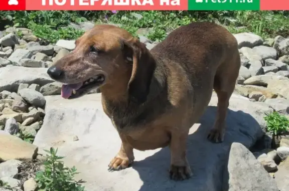 Пропала собака в районе ул. Партизанская - Уткинская, Владивосток