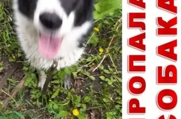 Пропала собака Лаечка в Старом Осколе, Белгородская область