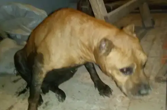 Собака найдена на Амбулаторной улице, Ростов-на-Дону