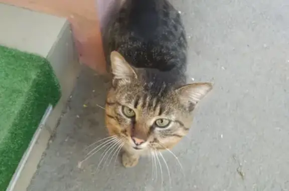 Найдена кошка на ул. Героев-Разведчиков 42