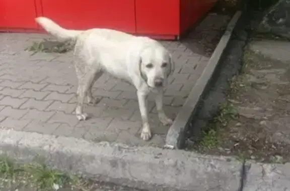 Пропала белая лабрадор в Хабаровске