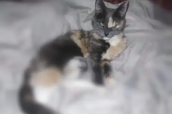 Кошки потеряшки, Ярославль, фото: Потеряшка дикая кошка Мася с балкона на ул. Громова 18